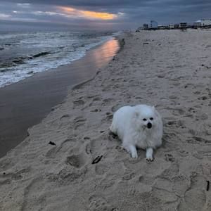 Meet your Posher, Dee